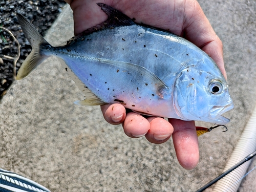 メッキの釣果