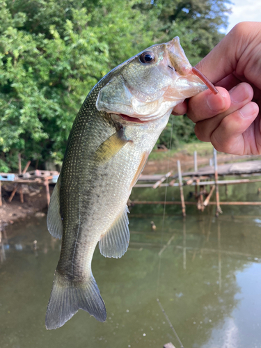 ラージマウスバスの釣果