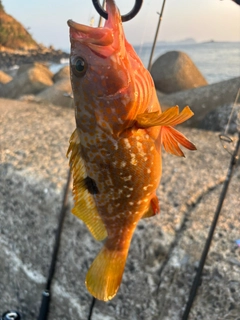 キジハタの釣果