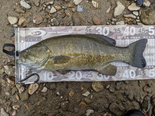 スモールマウスバスの釣果