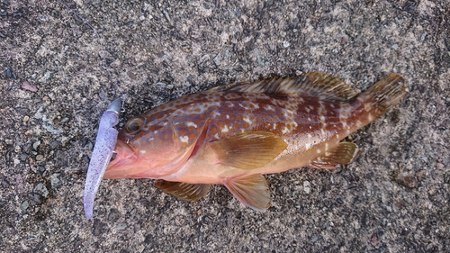 キジハタの釣果