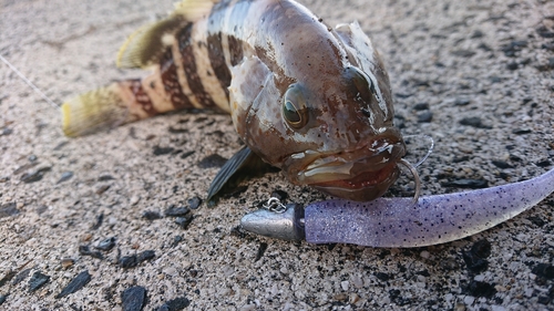 アオハタの釣果