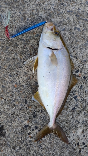 ショゴの釣果