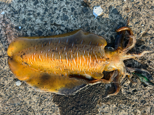 アオリイカの釣果