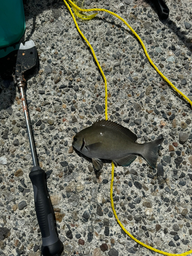 メジナの釣果