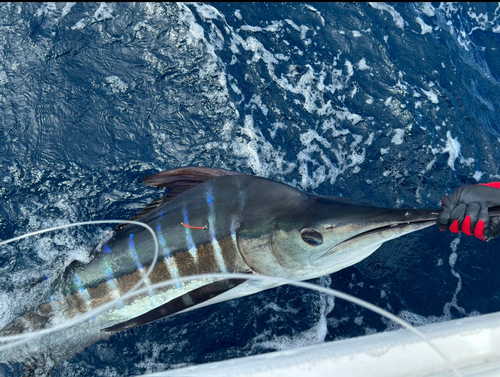 マカジキの釣果