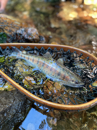 ヤマメの釣果