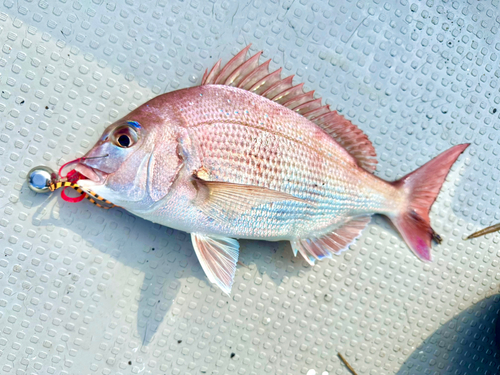 マダイの釣果