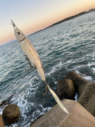 サヨリの釣果