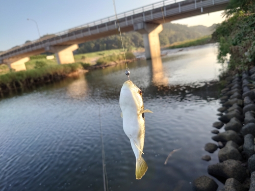 フクラギの釣果