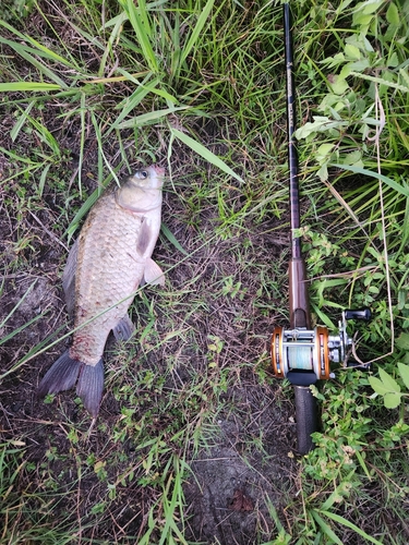 ヘラブナの釣果