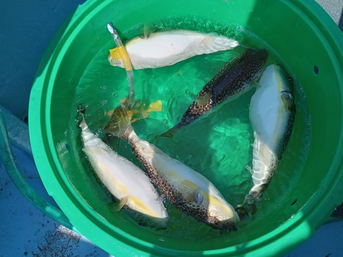 アングラーひでさんの釣果 1枚目の画像