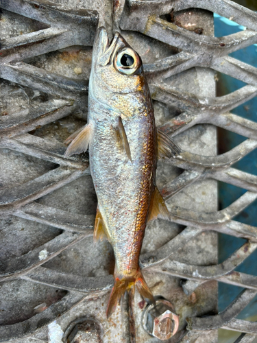 ムツの釣果