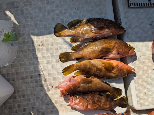 アコウの釣果