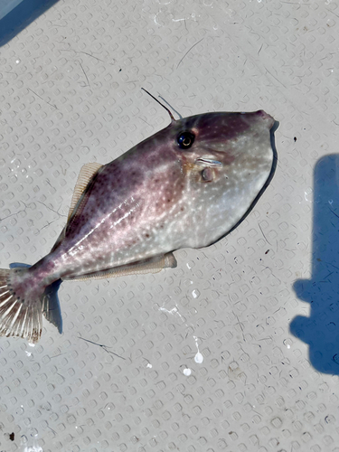 ウスバハギの釣果