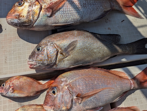 コロダイの釣果