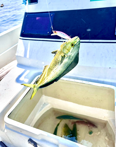 シイラの釣果