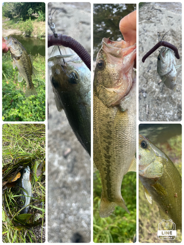 ブラックバスの釣果