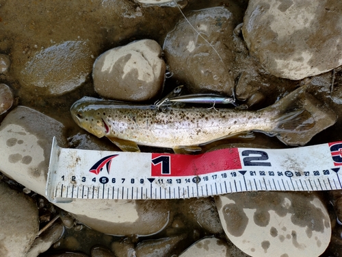 ブラウントラウトの釣果