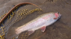 ニジマスの釣果