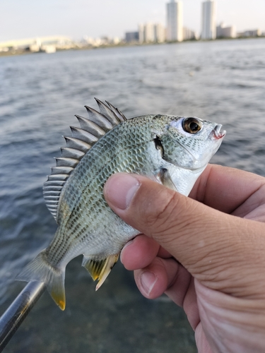 キビレの釣果