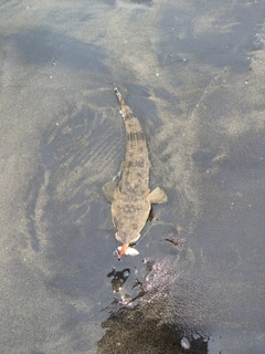 マゴチの釣果