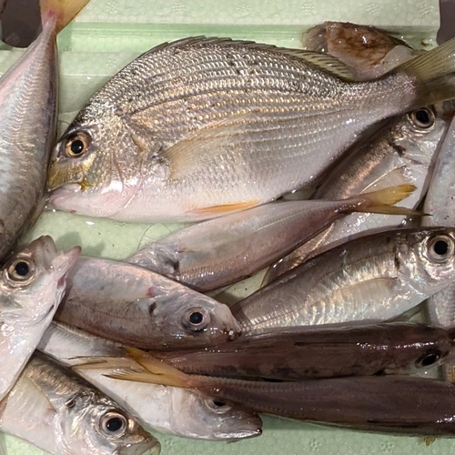 ヘダイの釣果