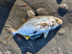 ショゴの釣果