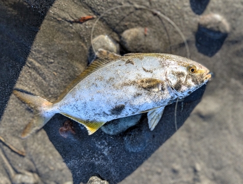 ショゴの釣果