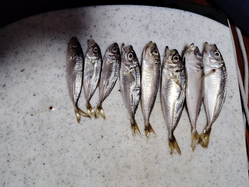 アジの釣果