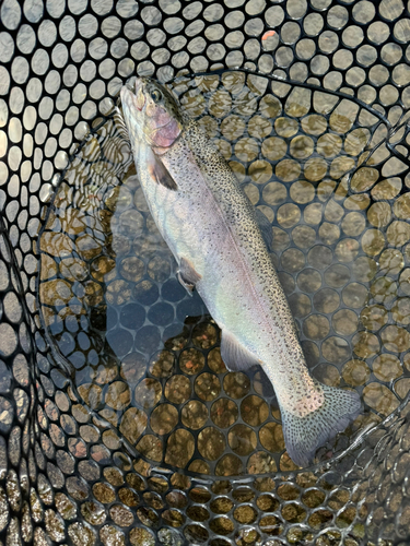 ニジマスの釣果