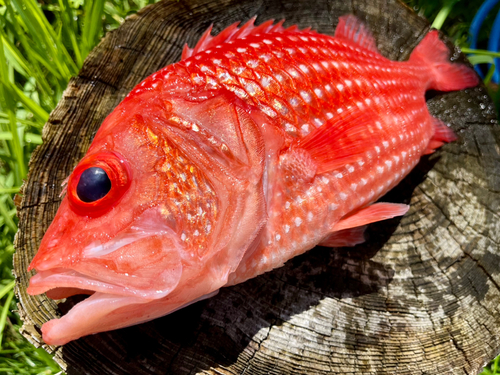 エビスダイの釣果