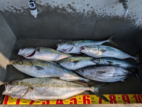 ヒラマサの釣果