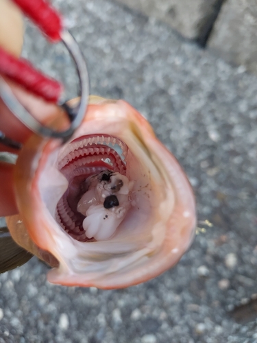 アオハタの釣果