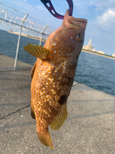 キジハタの釣果