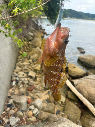 キジハタの釣果