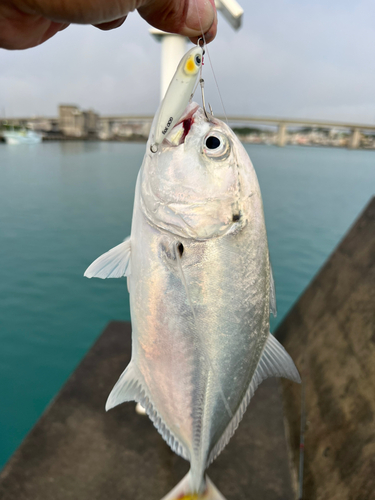 ガーラの釣果