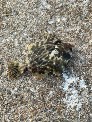 カワハギの釣果