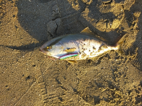 ショゴの釣果