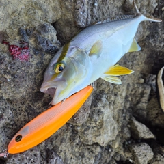 ショゴの釣果