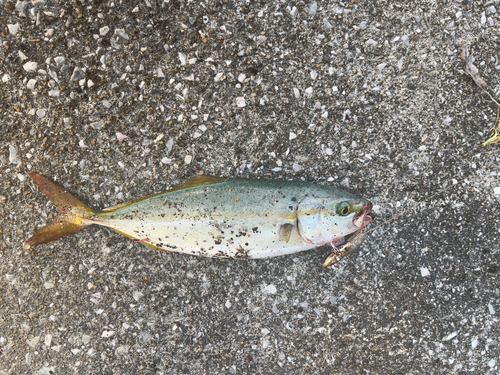 ツバスの釣果