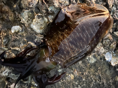 アオリイカの釣果