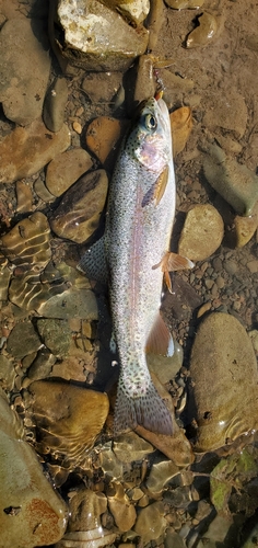 ニジマスの釣果