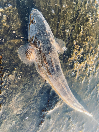 マゴチの釣果