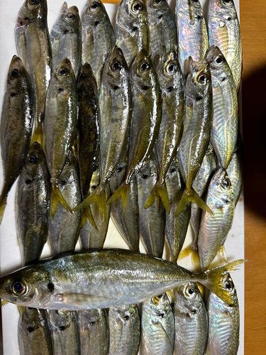 アジの釣果