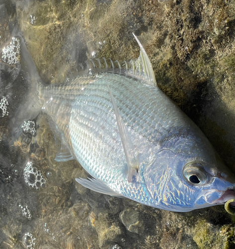 ツッパリサギの釣果