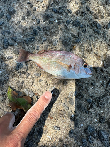 チャリコの釣果