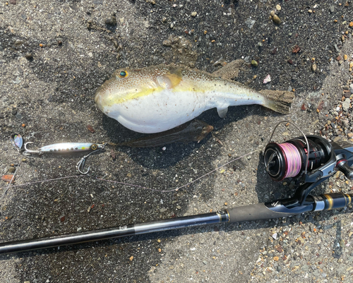 ショウサイフグの釣果