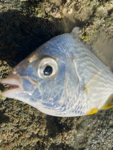 セダカクロサギの釣果