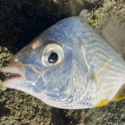 セダカクロサギ